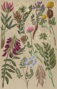 Alpine flora by European School